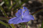 Hairyflower spiderwort